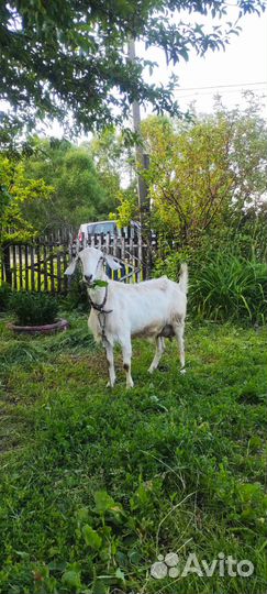 Англо нубийская коза дойная, козел и козлята