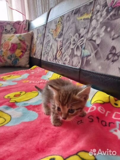 Котятки 1 месяц в добрые руки