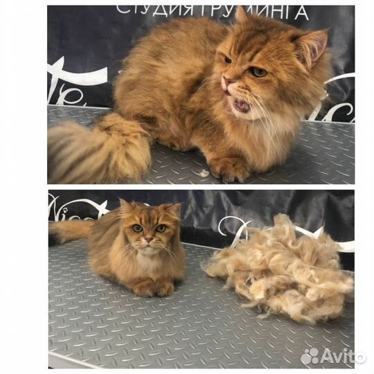 Стрижка кошек, полный уход Звездная, Пулково