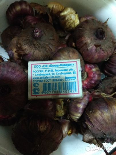 Гладиолусы луковицы