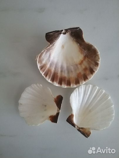 Морская звезда и ракушки