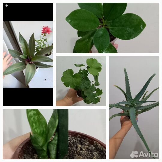 Набор комнатных растений