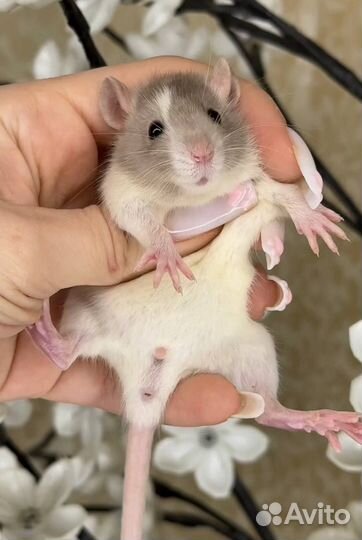 Дамбо крысы, крысята, крыса. Питомник