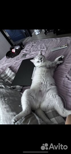 Британская кошка