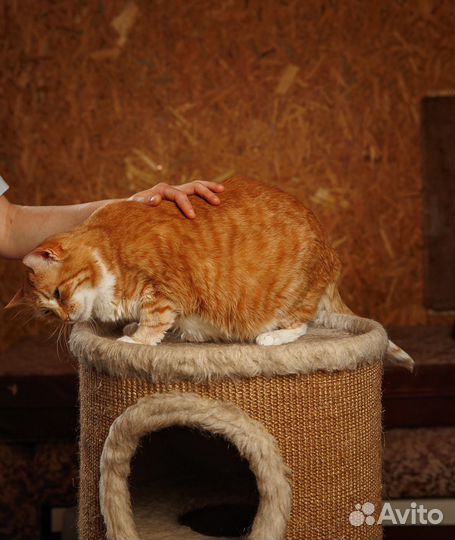 Филя наполнит ваш дом особым светом и теплом