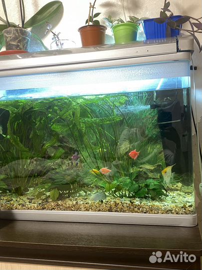 Аквариум jebo 120л