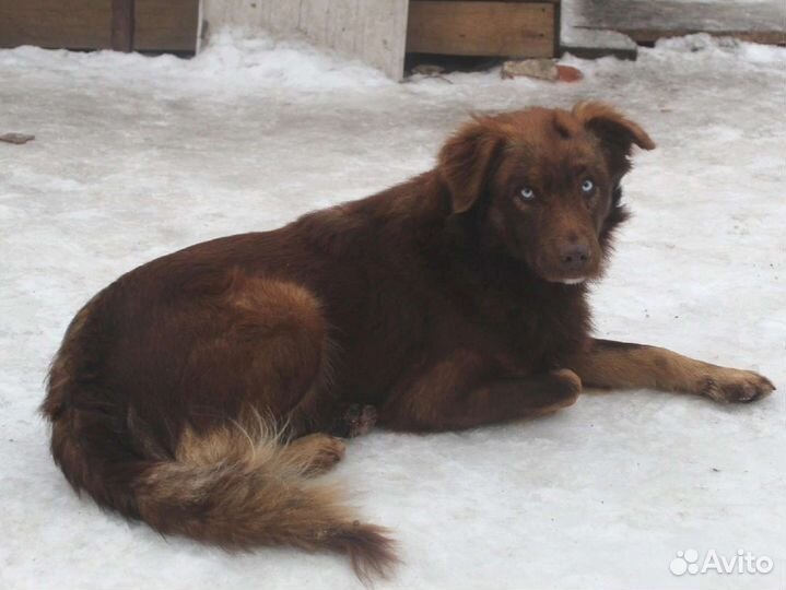 Оскар ищет дом