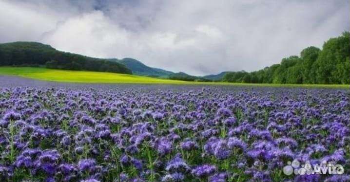 Семена Фацелии