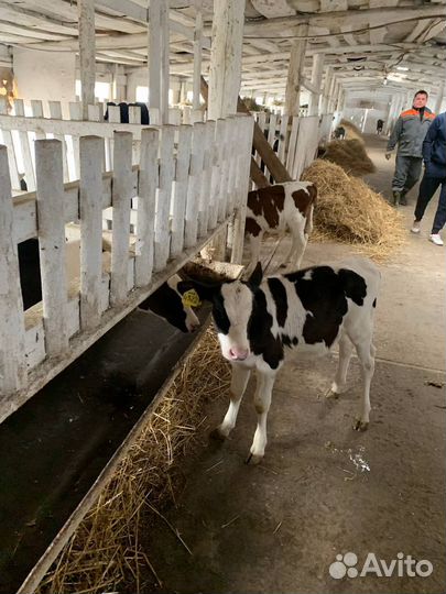 Бычки, телята, телки 1-3 мес