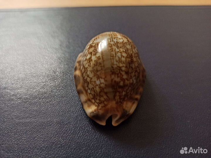 Морская раковина