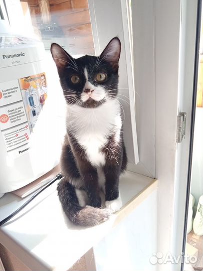 Дюма в поисках счастья