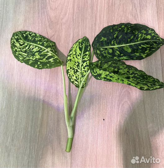 Диффенбахия Рефлектор