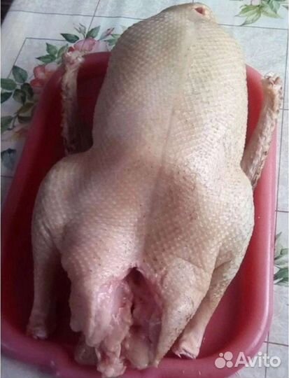 Индейка, гуси