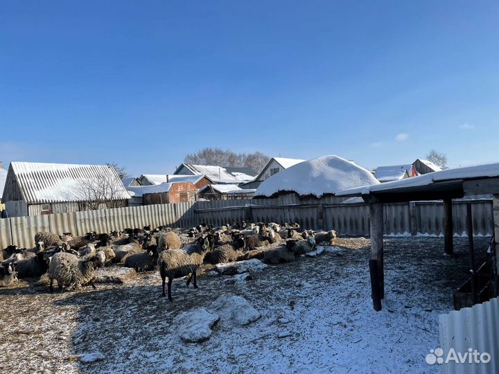 Продаются бараны