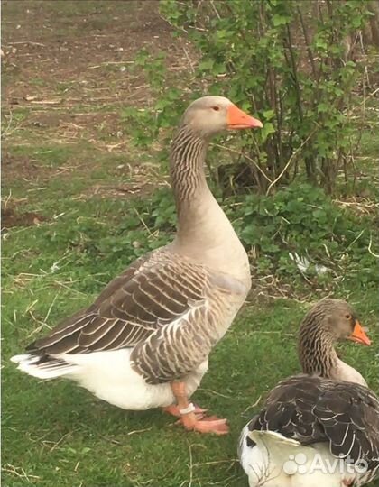 Гусь крупный серый на племя