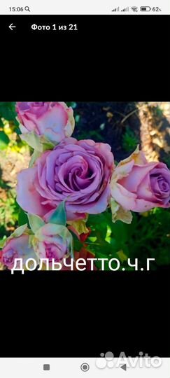 Саженцы роз
