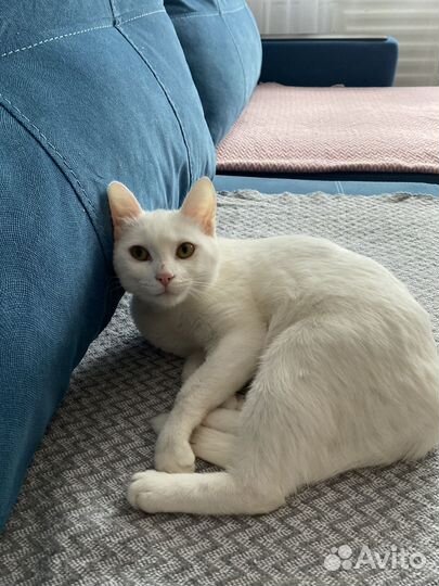 Кошки в добрые руки