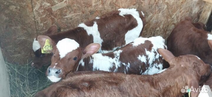 Телята бычки тёлки доставка бесплатная