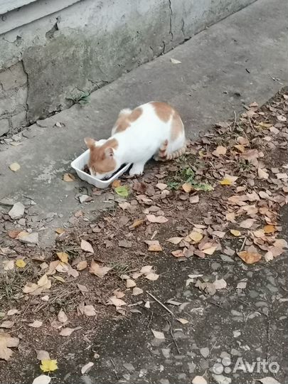 Взрослый котик прозябает на улице