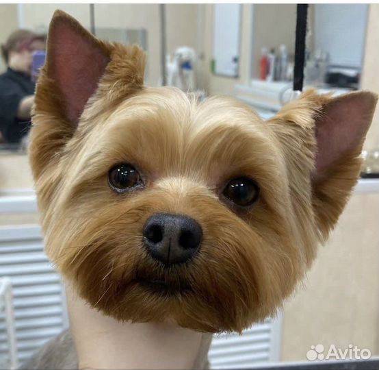 Профессиональный грумер стрижка собак