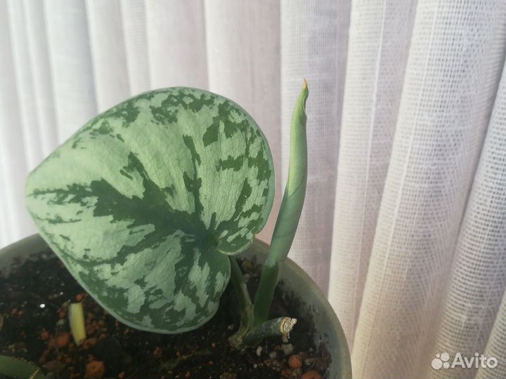 Стендаптус сатин черенок-верхушки