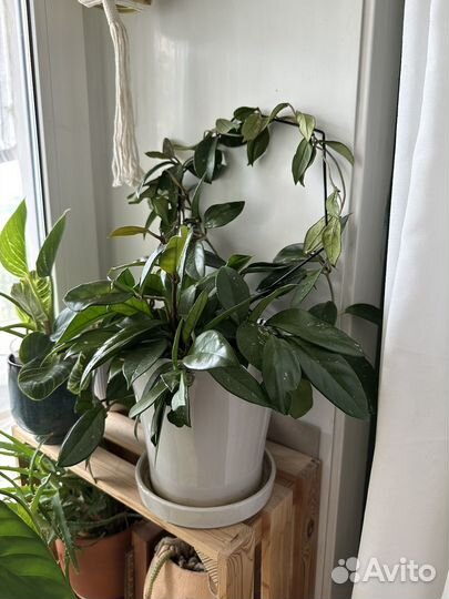 Комнатные цветы