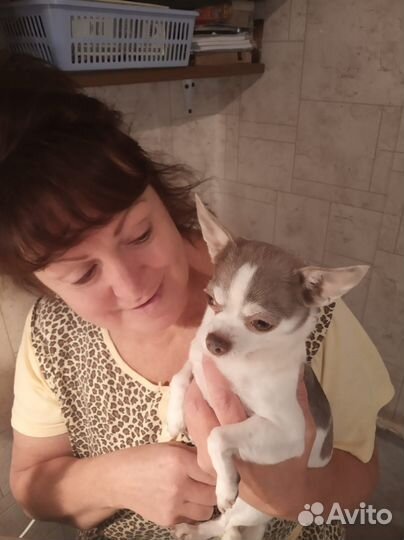 Домашняя индивидуальная передержка собак