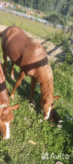 Продам лошадь