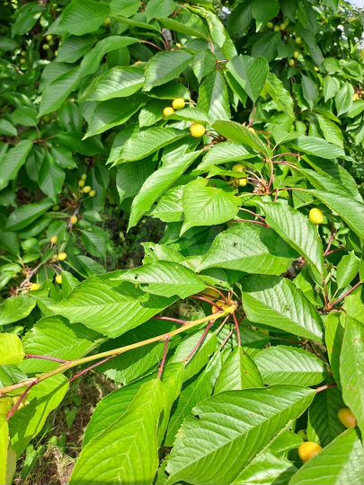 Участок 18 сот. (СНТ, ДНП)