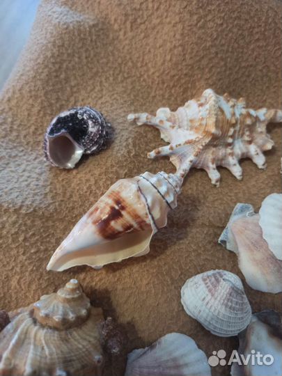Морские ракушки цена за все