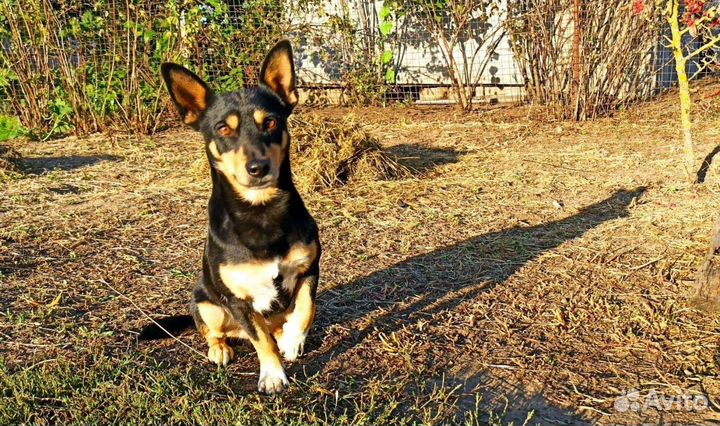 Выгул животных