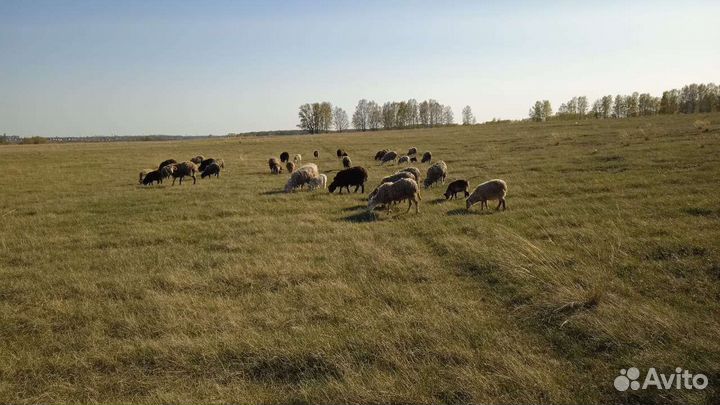 Овцы бараны