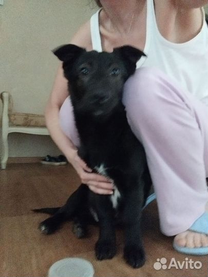 Найден щенок