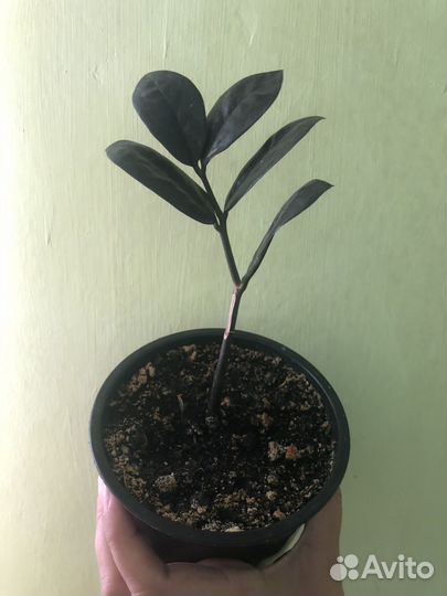 Замиокулькас равен