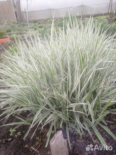 Почвопокровные растения