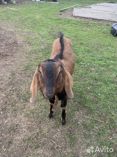 Козел нубийский 100%