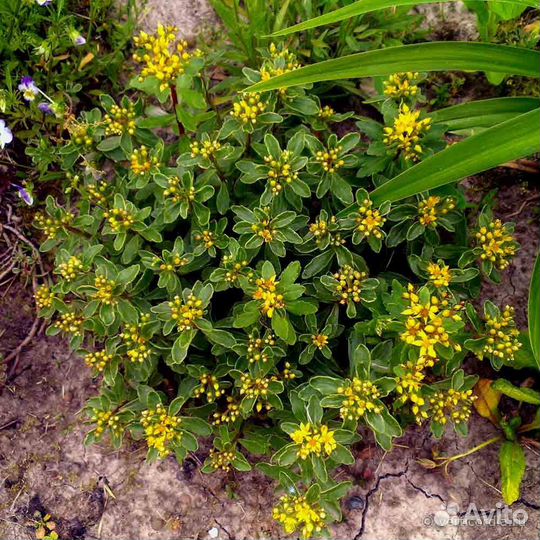 Сортовые очитки