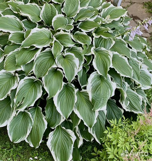 Хоста Франсе