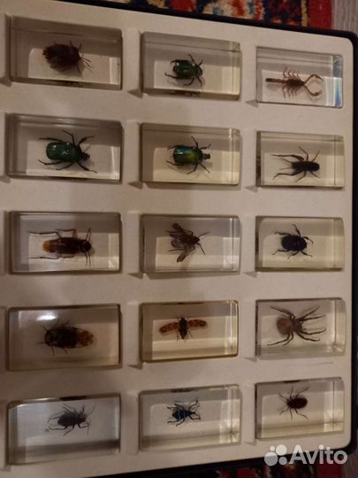 Насекомые и их знакомые часть коллекции