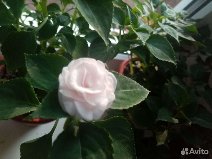 Бальзамин махровый