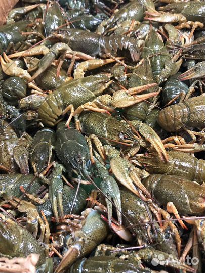 Живые раки с доставкой круглосуточно