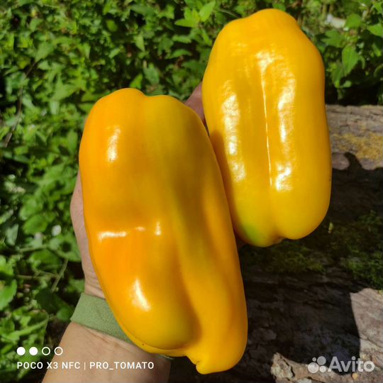 Семена сладкого перца