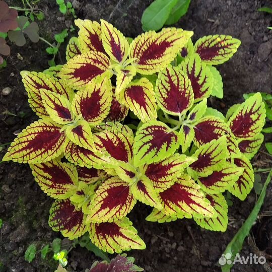 Колеусы укоренённые