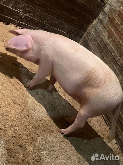 Мясо свинина домашняя