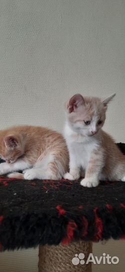 Котята в добрые руки приучены к лотку