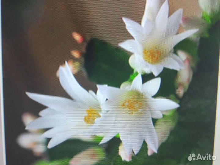 Декабрист (Шлюмбергера)