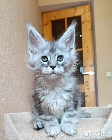 Серебро котята