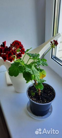 Герань цветущая