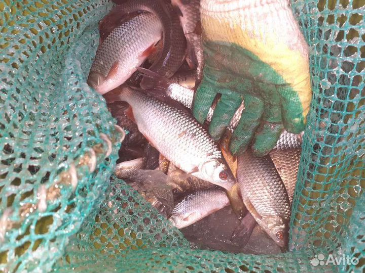 Плотва живая