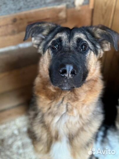 Бисер, молодой пес из приюта ищет дом